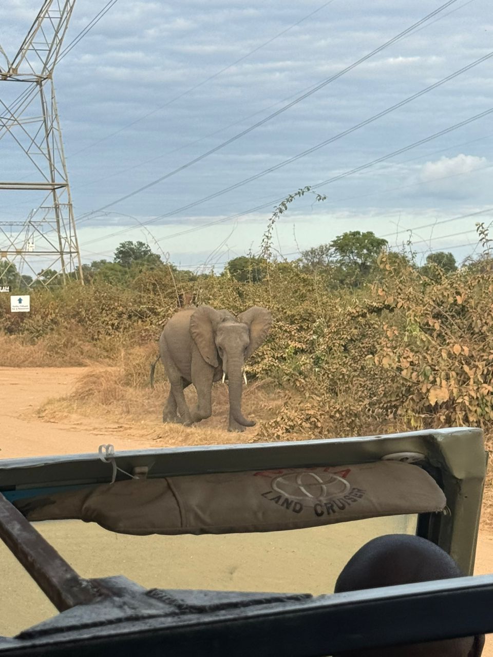 Game drive wildlife encounter around Kariba