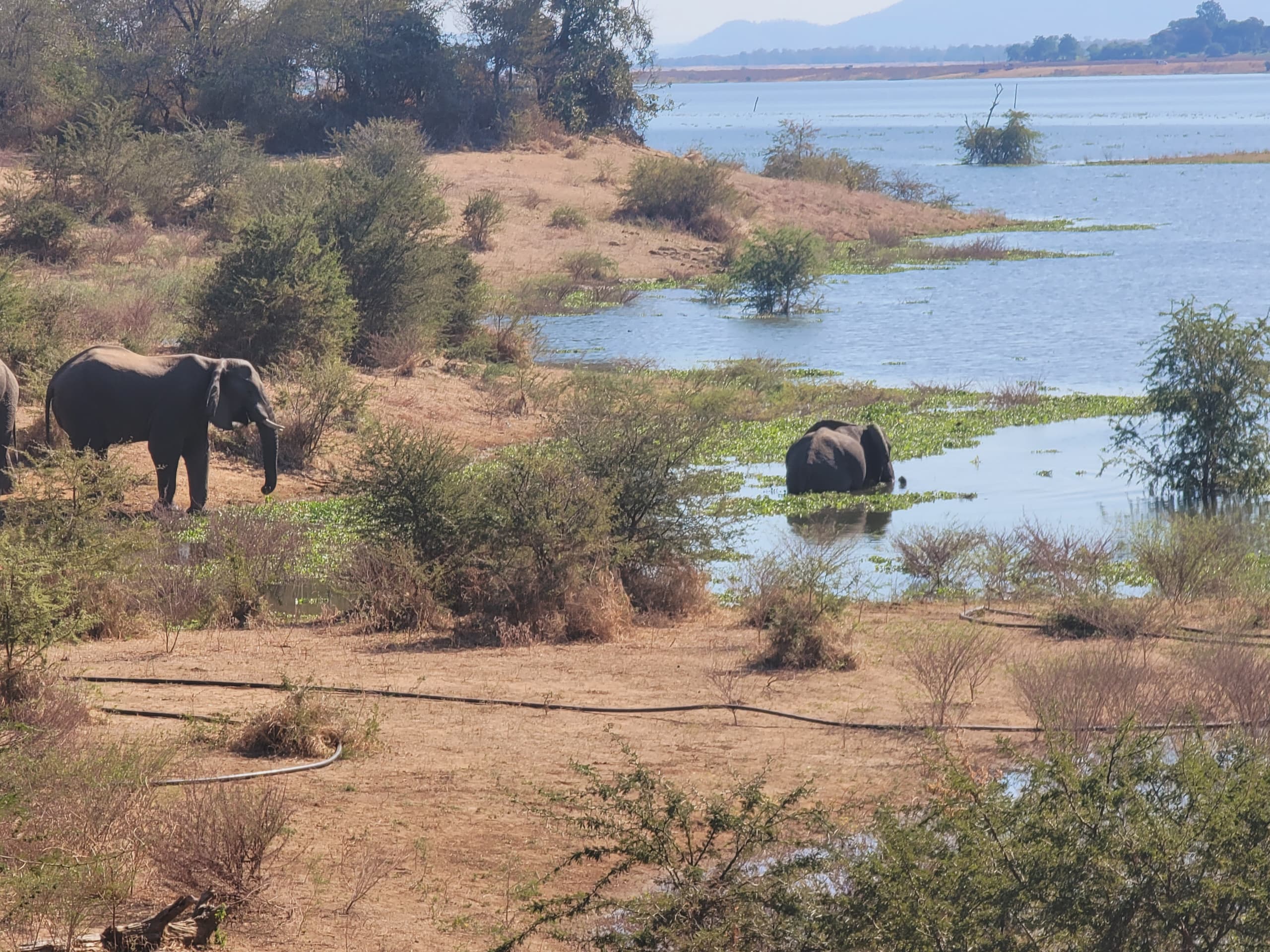 Wildlife near the shores of Lake Kariba