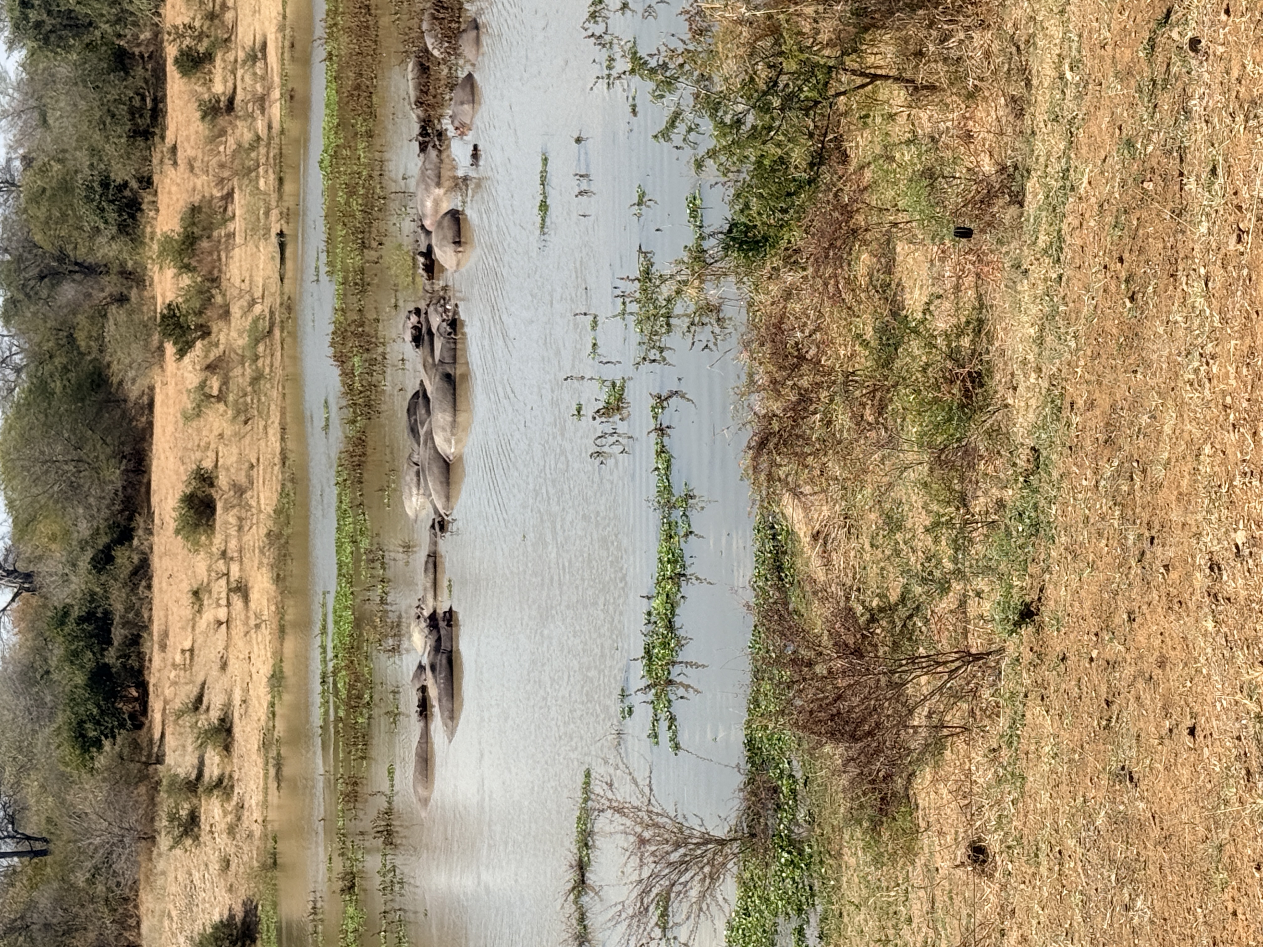 Wildlife roaming near Lake Kariba